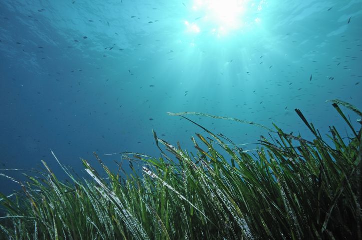 Sunbeams and Sea Grass (Posidonia oceanica)